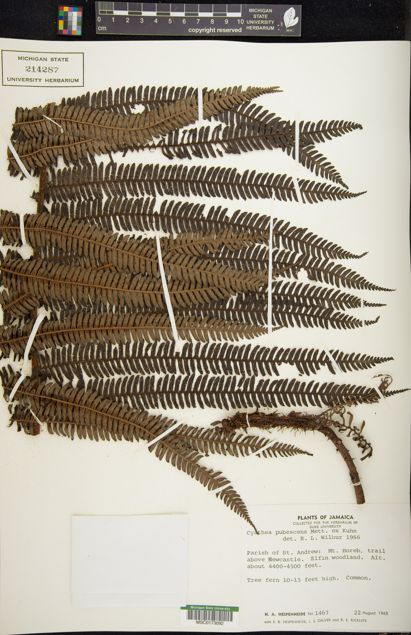 Cyathea pubescens image