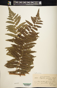 Cyathea pungens image