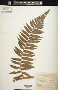 Cyathea pungens image