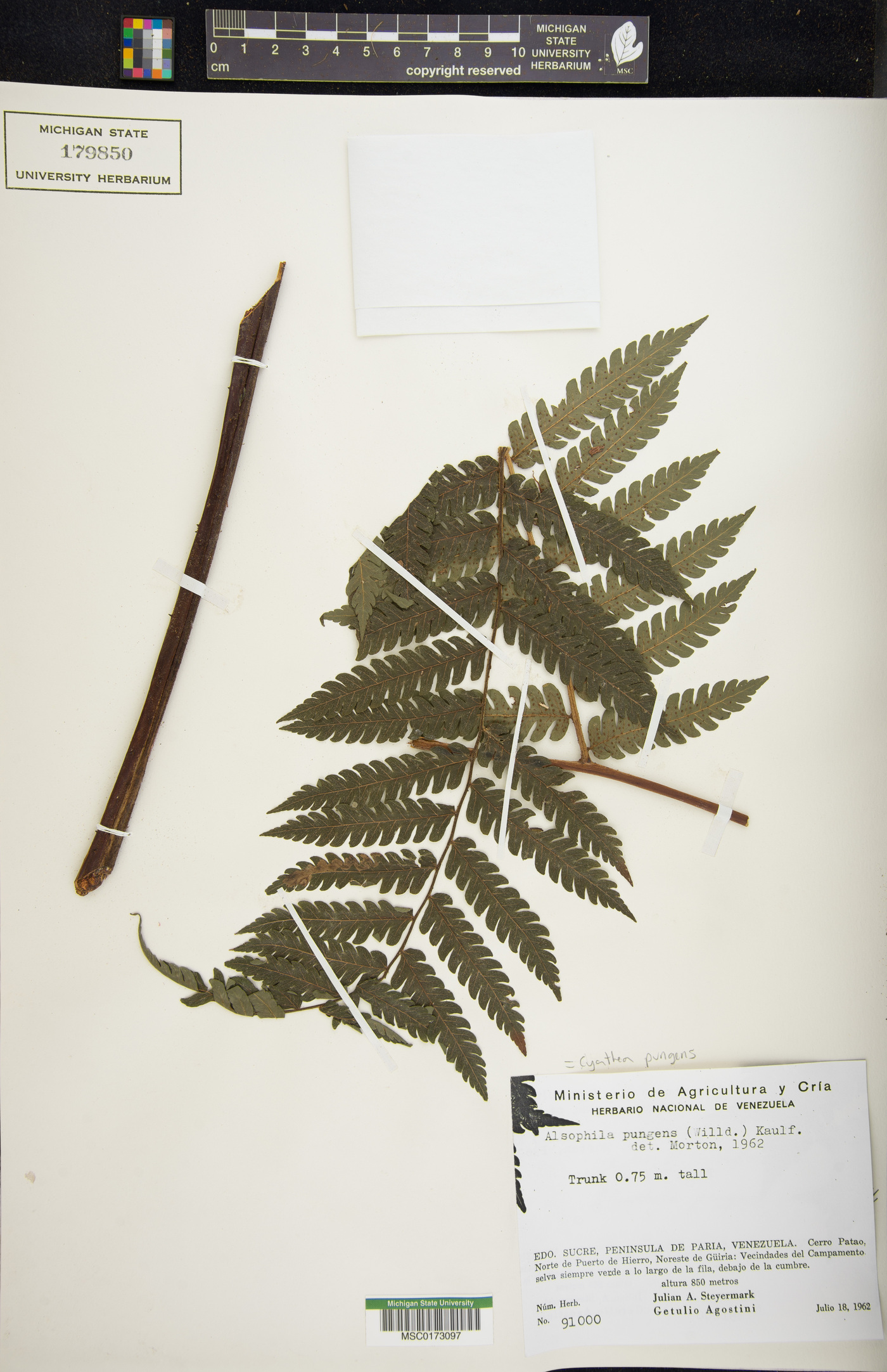 Cyathea pungens image