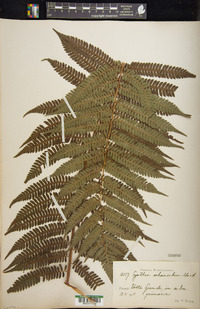 Cyathea delgadii image