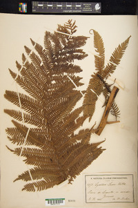 Cyathea arborea image