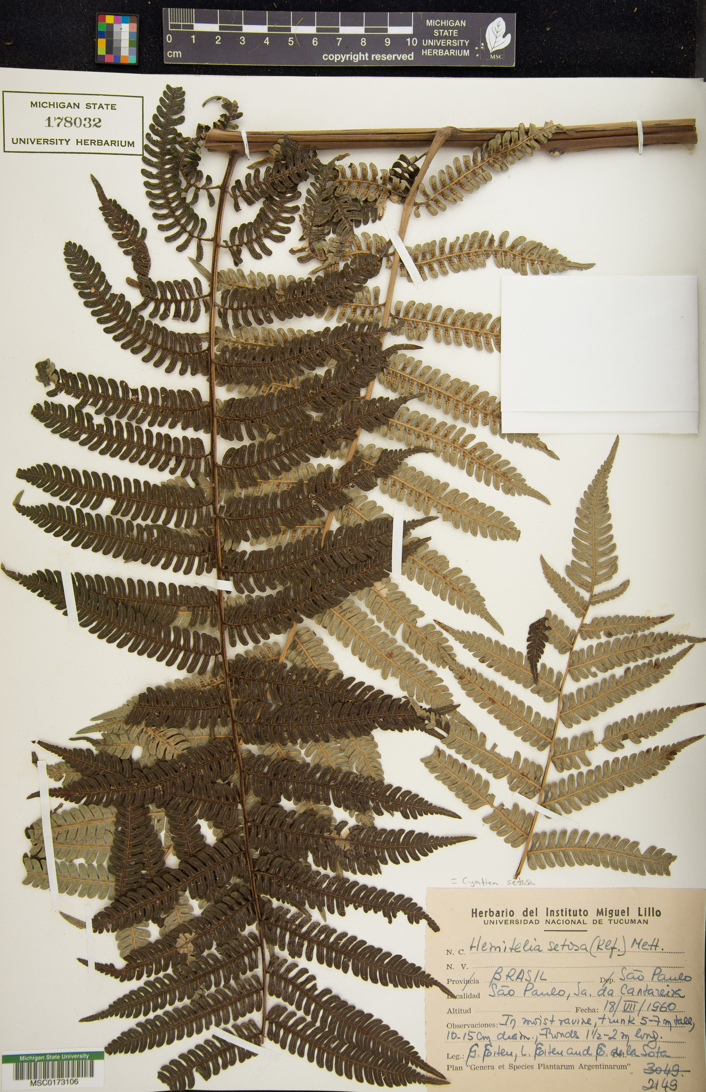 Alsophila setosa image