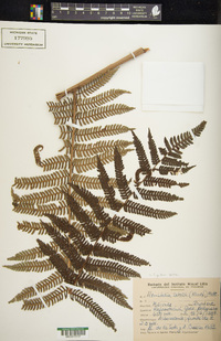 Alsophila setosa image