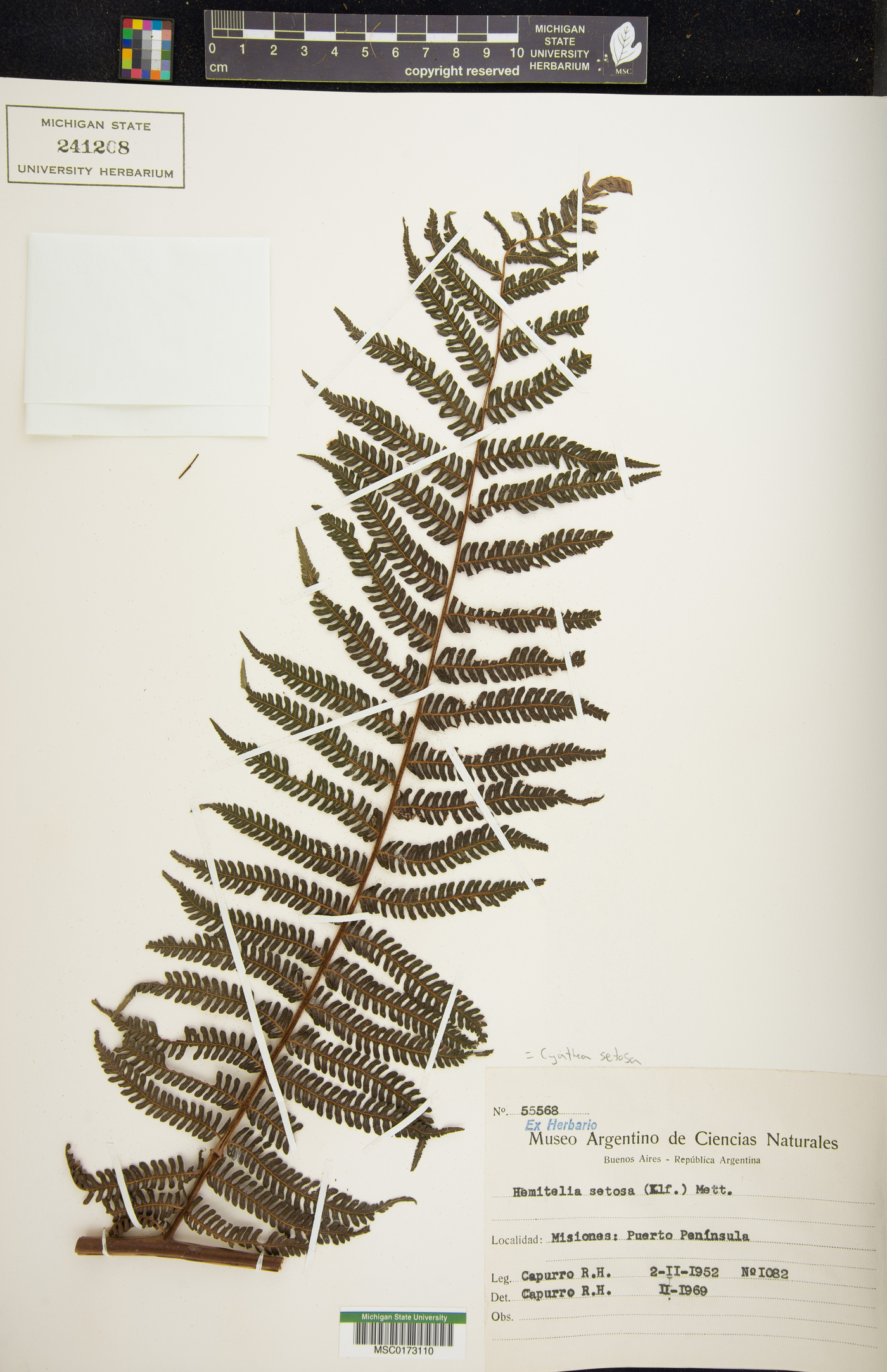 Alsophila setosa image