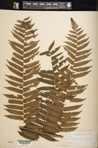 Cyathea aspera image