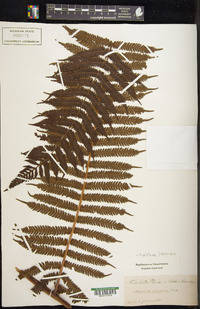 Cyathea latebrosa image