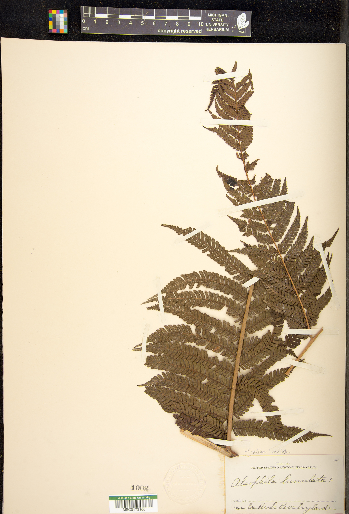 Cyathea lunulata image