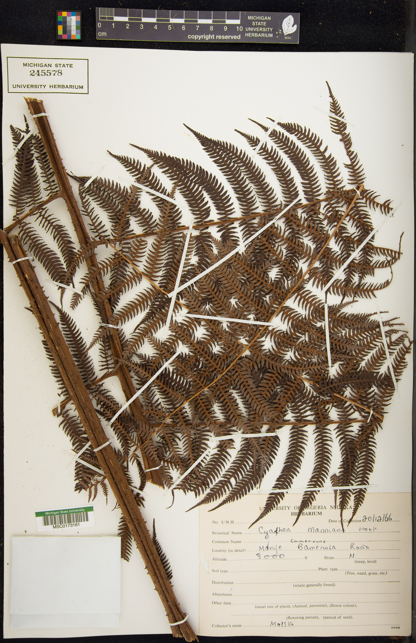 Cyathea manniana image