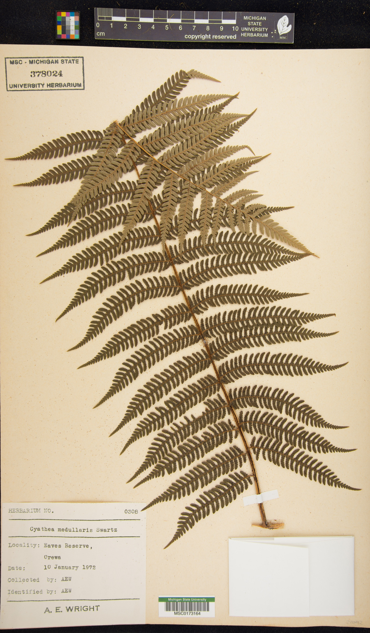 Cyathea medullaris image