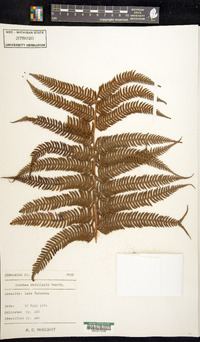 Cyathea medullaris image