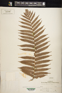 Cyathea nigricans image