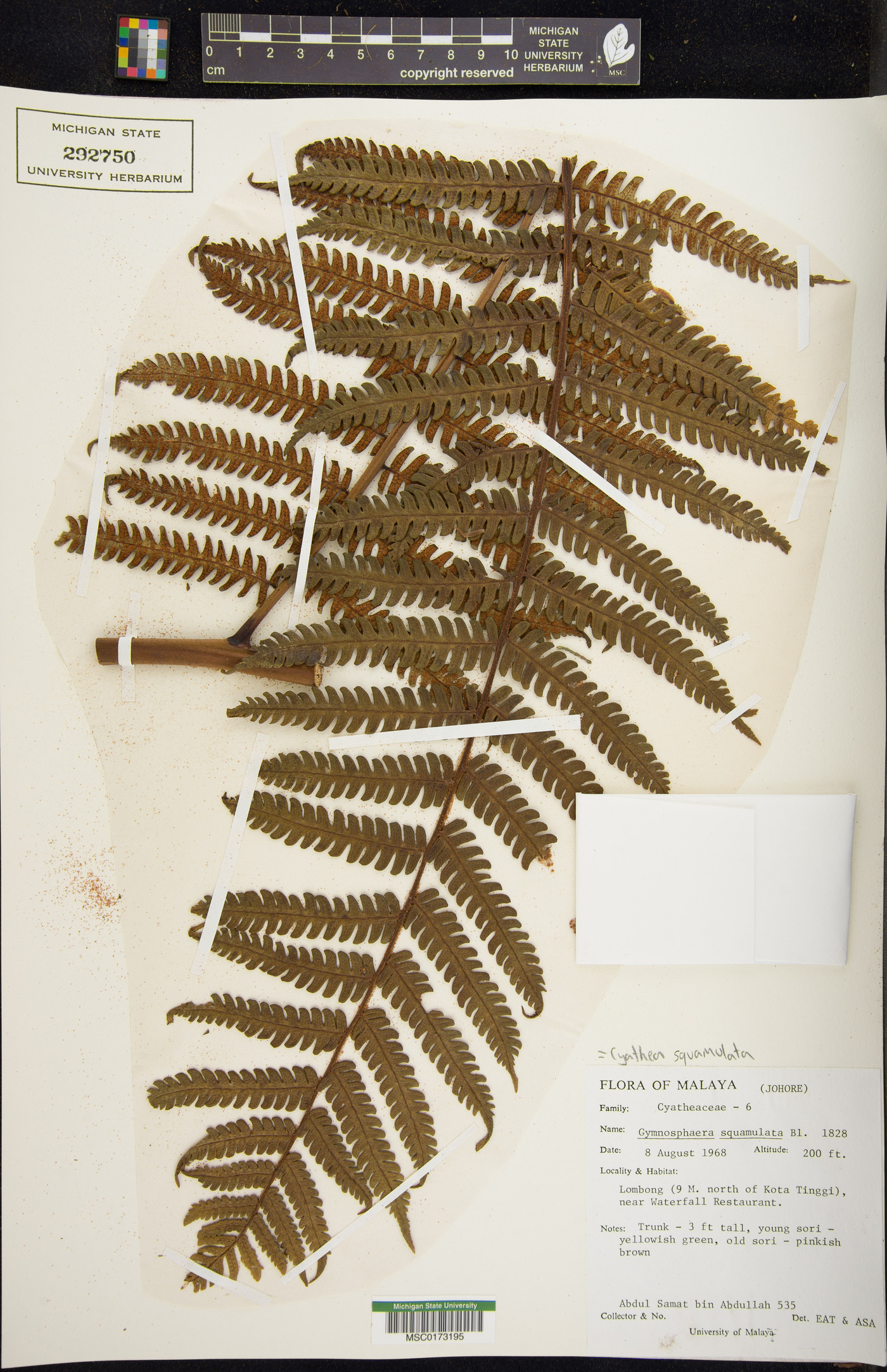 Cyathea squamulata image