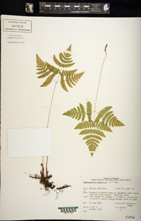 Gymnocarpium dryopteris image