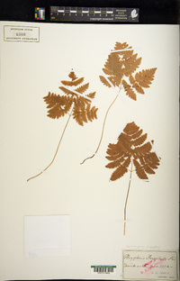 Gymnocarpium dryopteris image