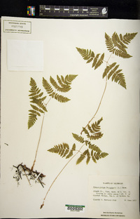 Gymnocarpium dryopteris image