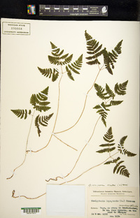 Gymnocarpium dryopteris image