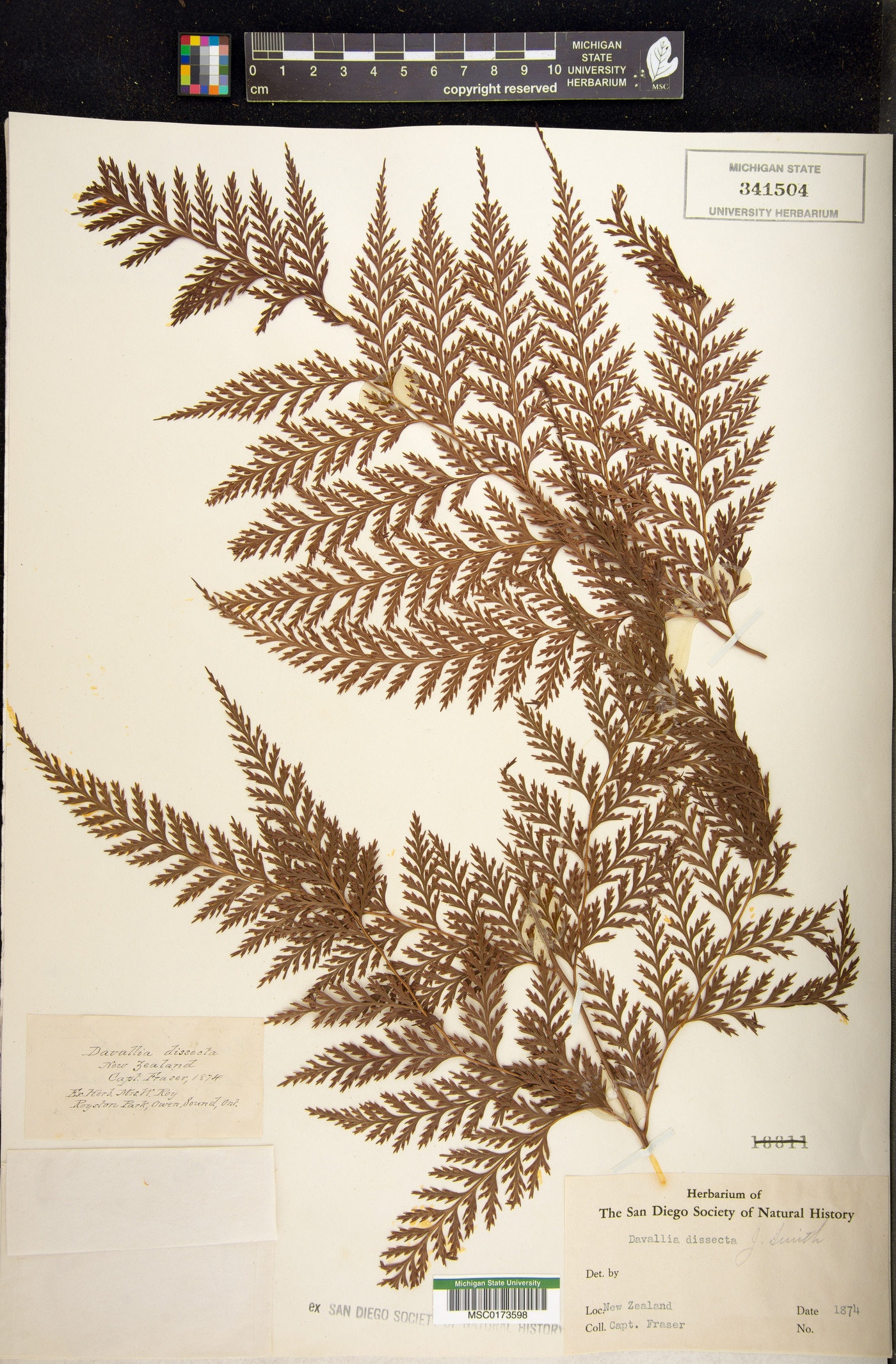 Davallia trichomanoides image