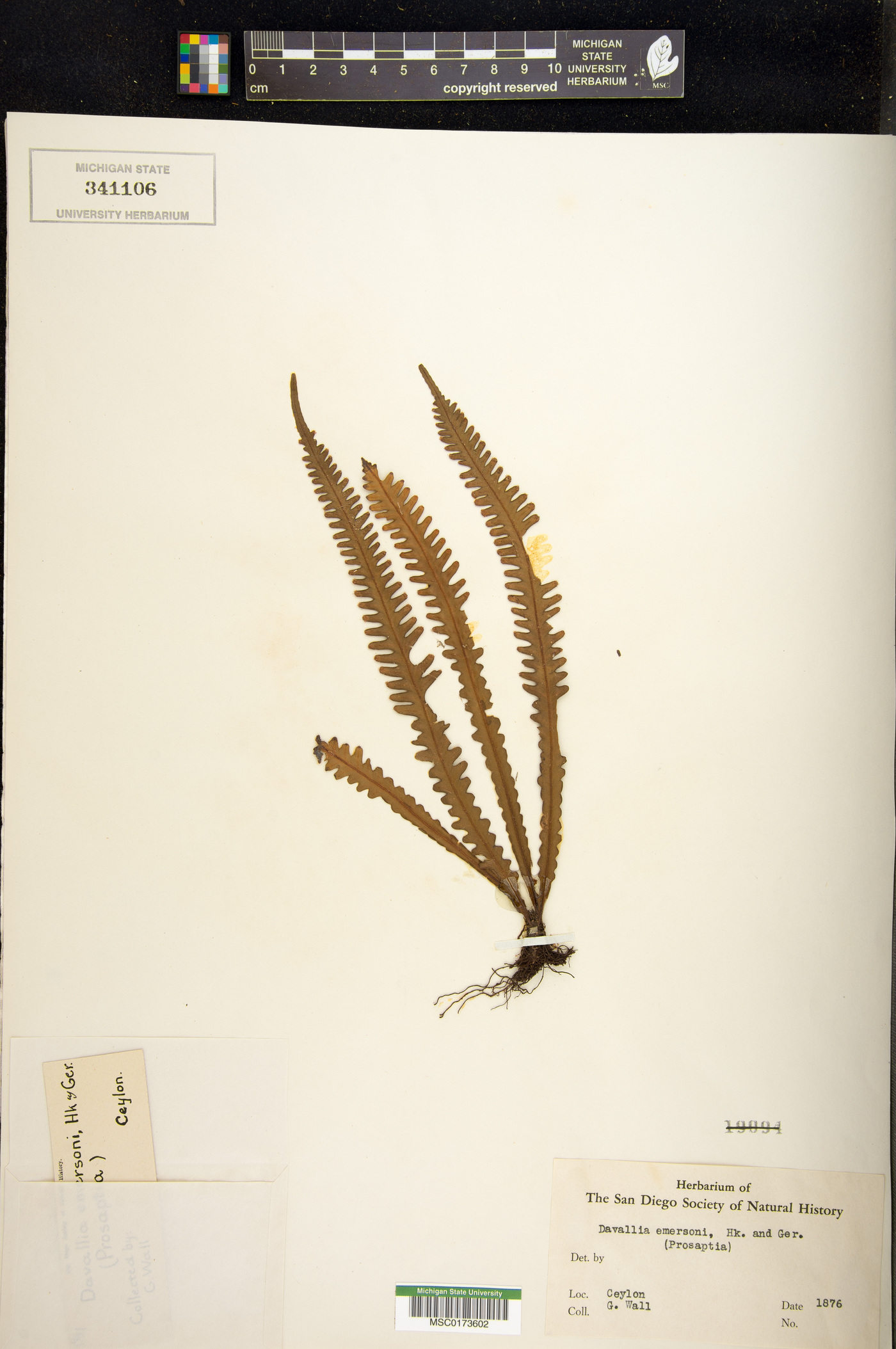 Prosaptia alata image