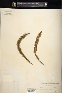 Prosaptia alata image