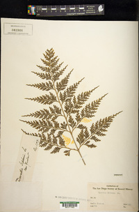 Asplenium gibberosum image