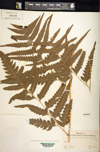 Microlepia platyphylla image