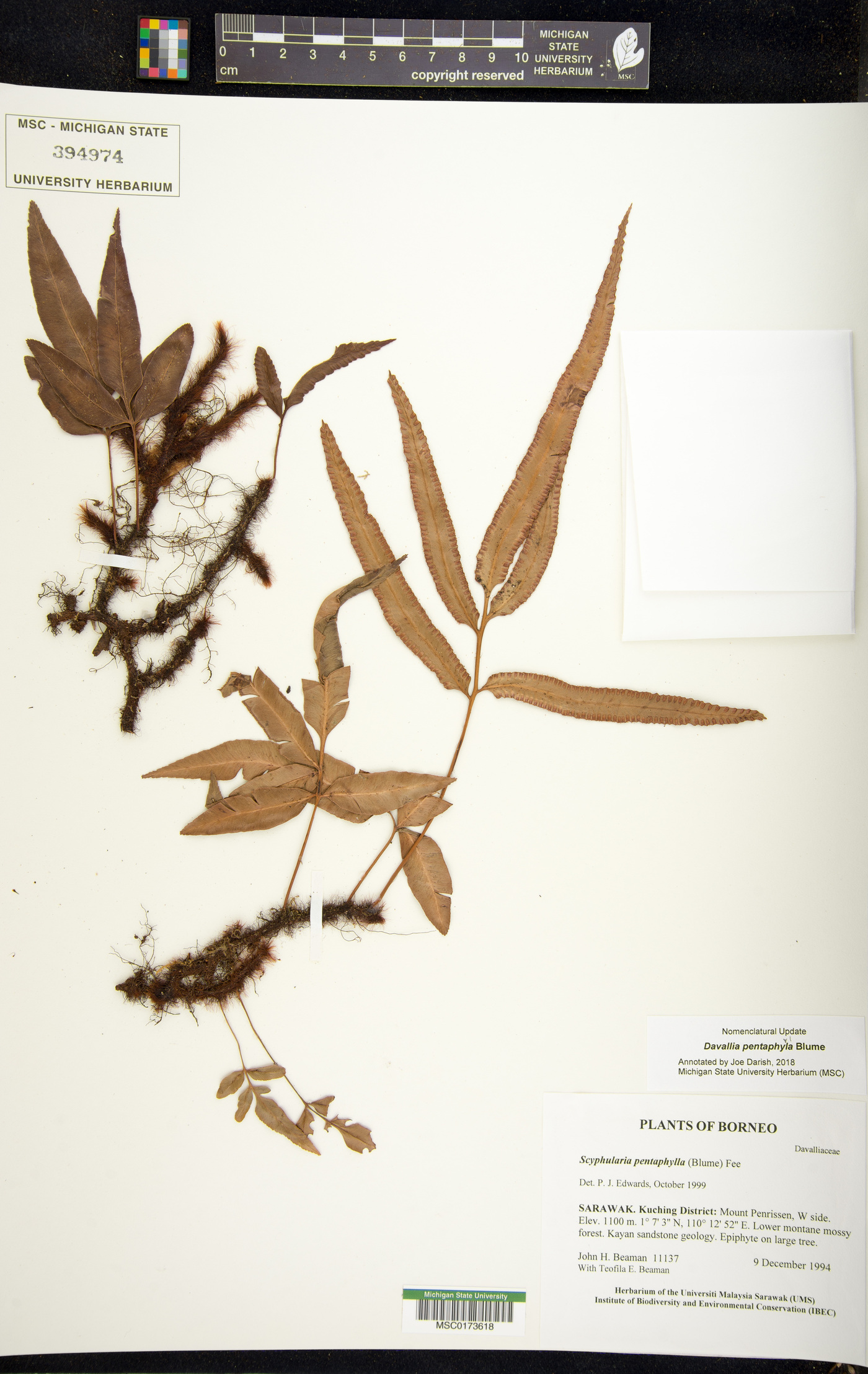 Davallia pentaphylla image