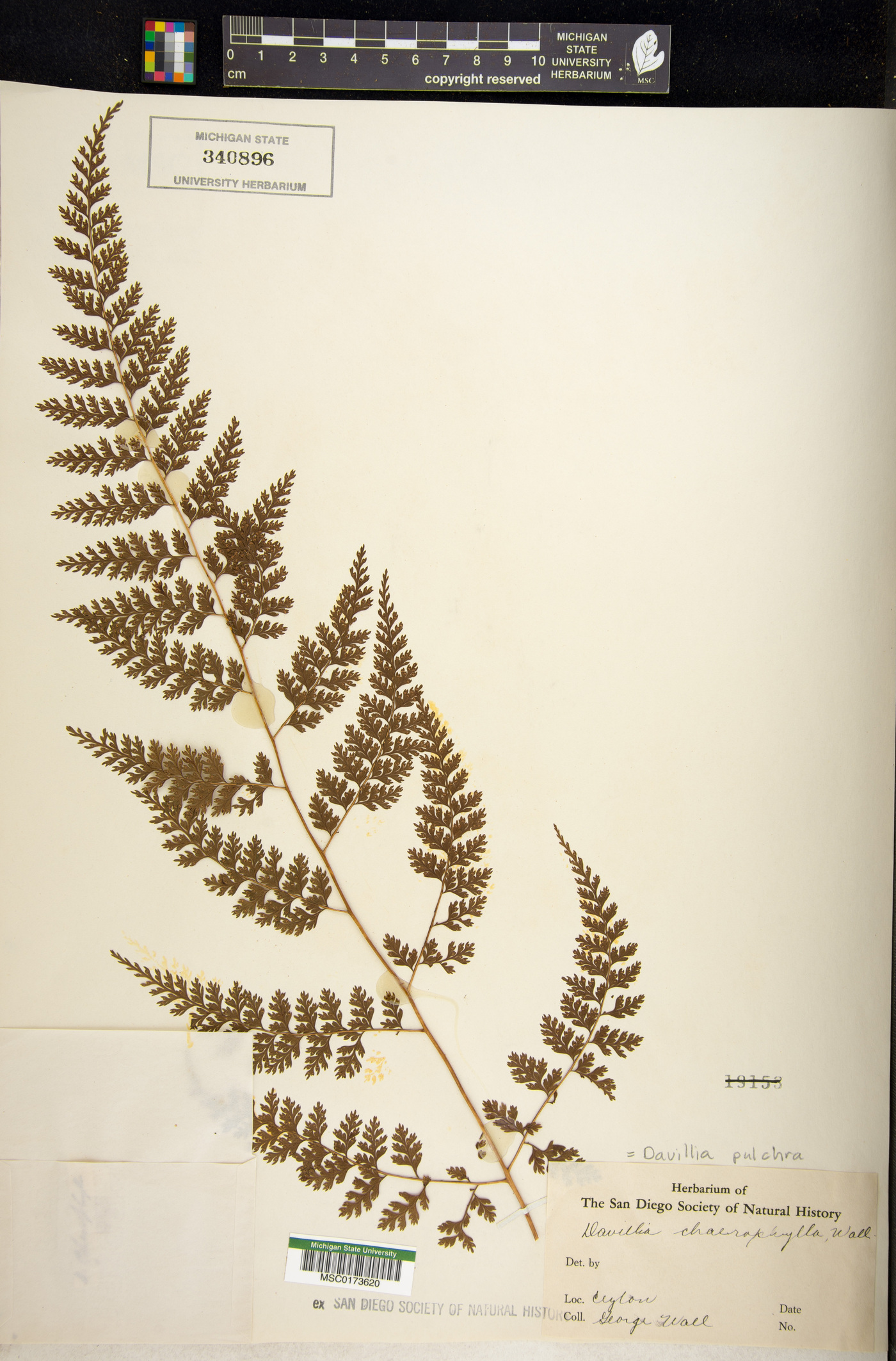 Davallia pulchra image