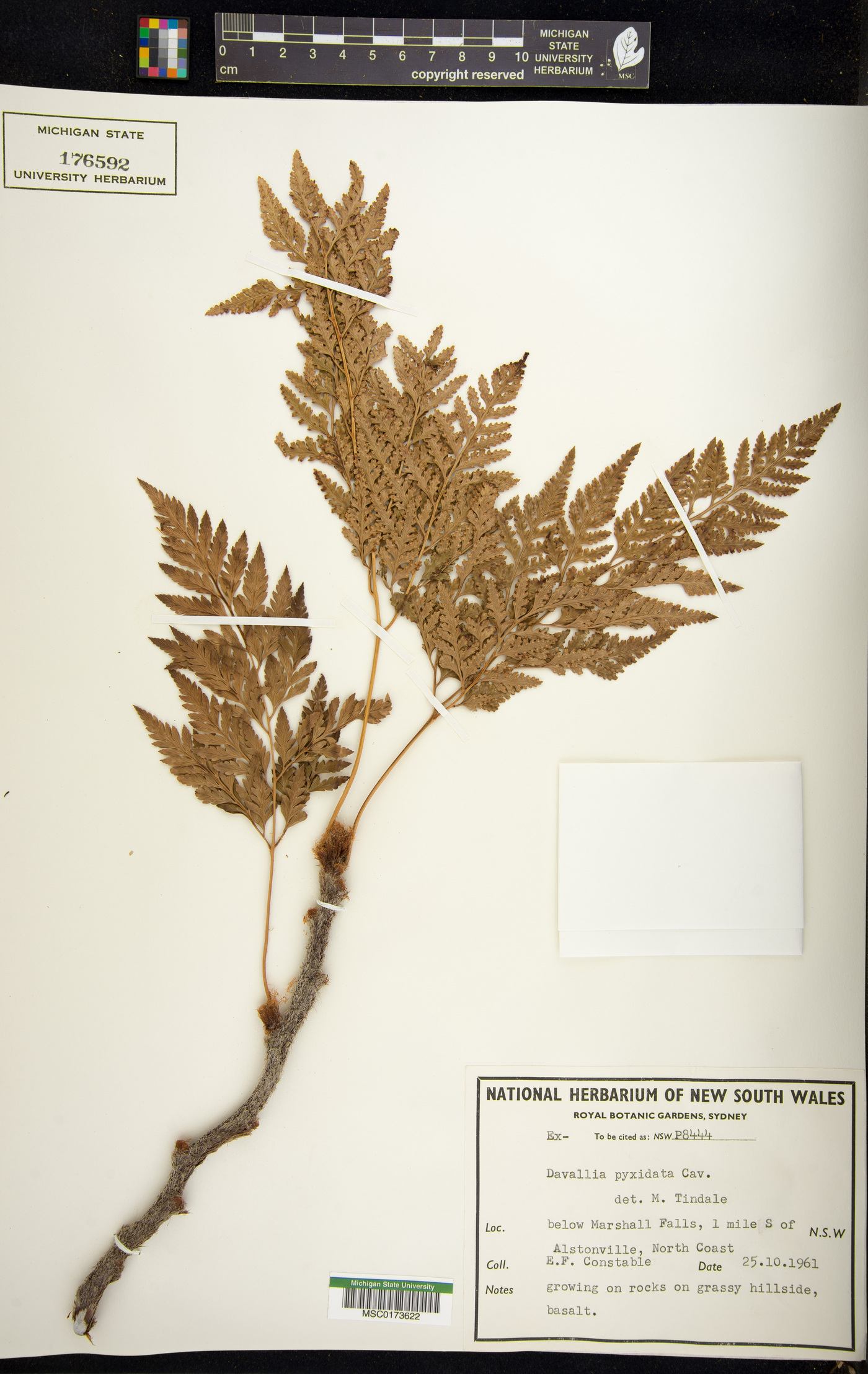 Davallia pyxidata image