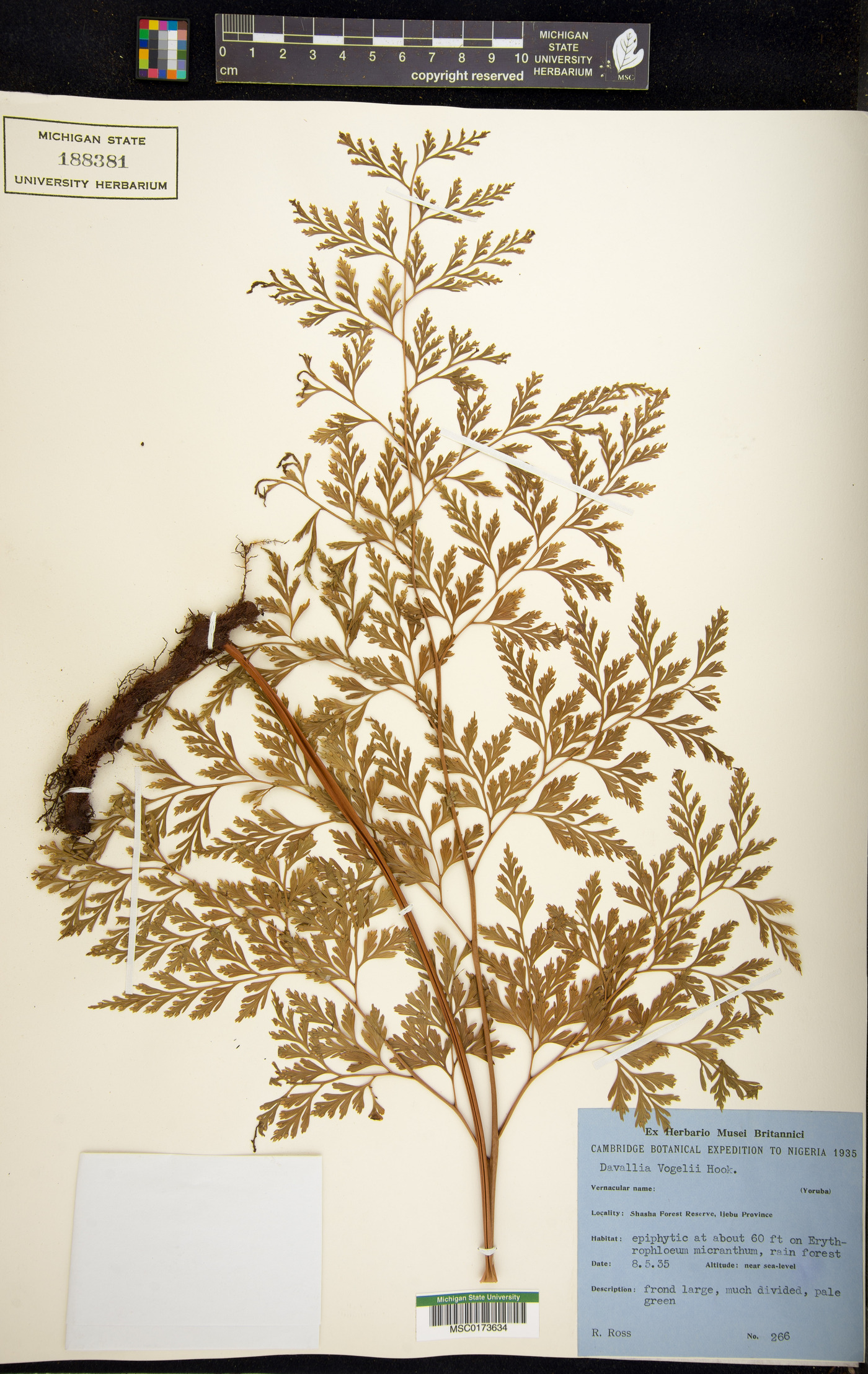 Davallia chaerophylloides image