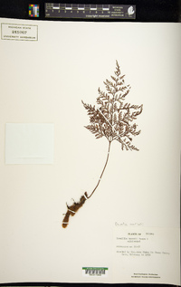 Davallia mariesii image