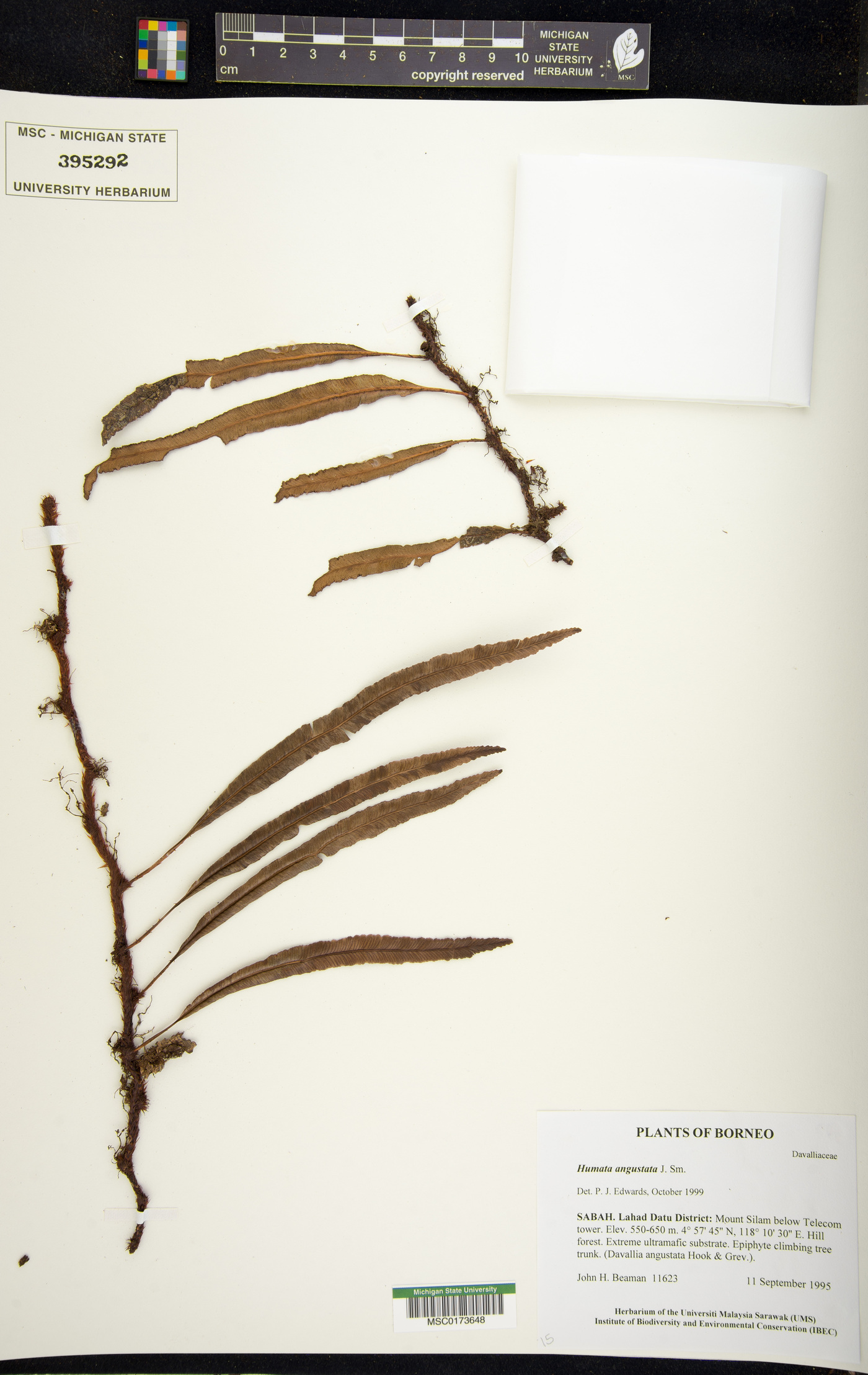 Davallia angustata image