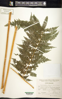 Dennstaedtia distenta image