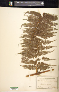 Dennstaedtia dissecta image