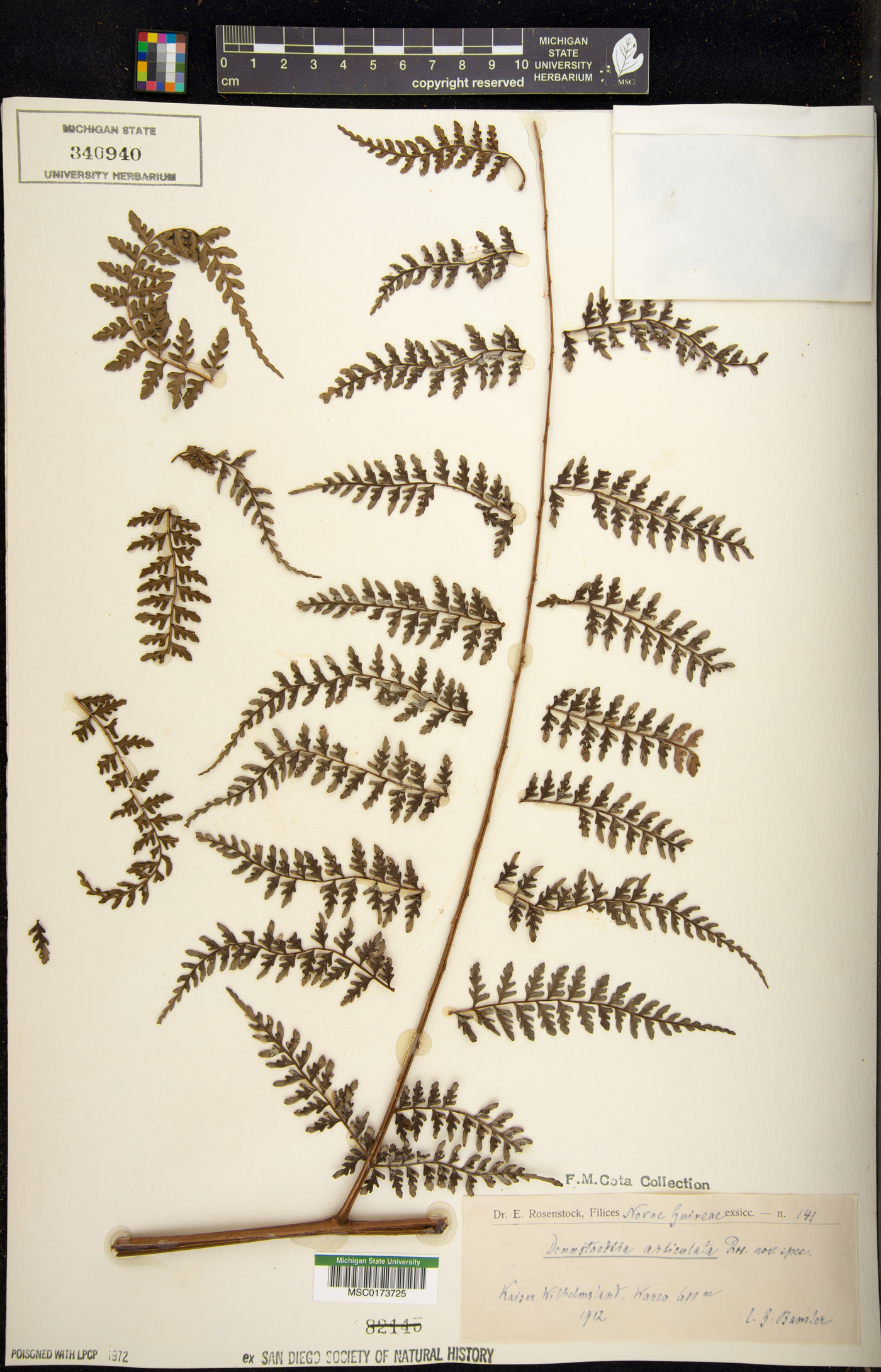 Dennstaedtia glabrata image
