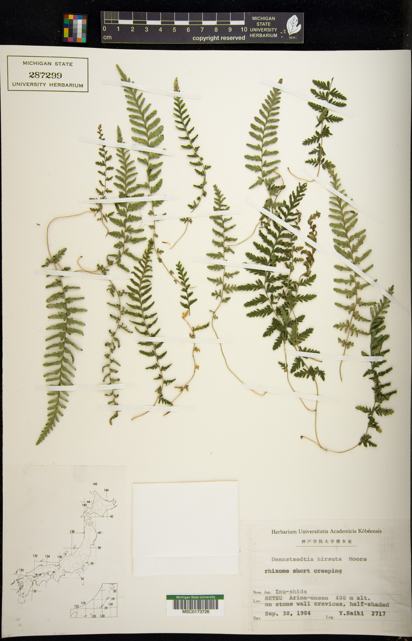 Dennstaedtia hirsuta image