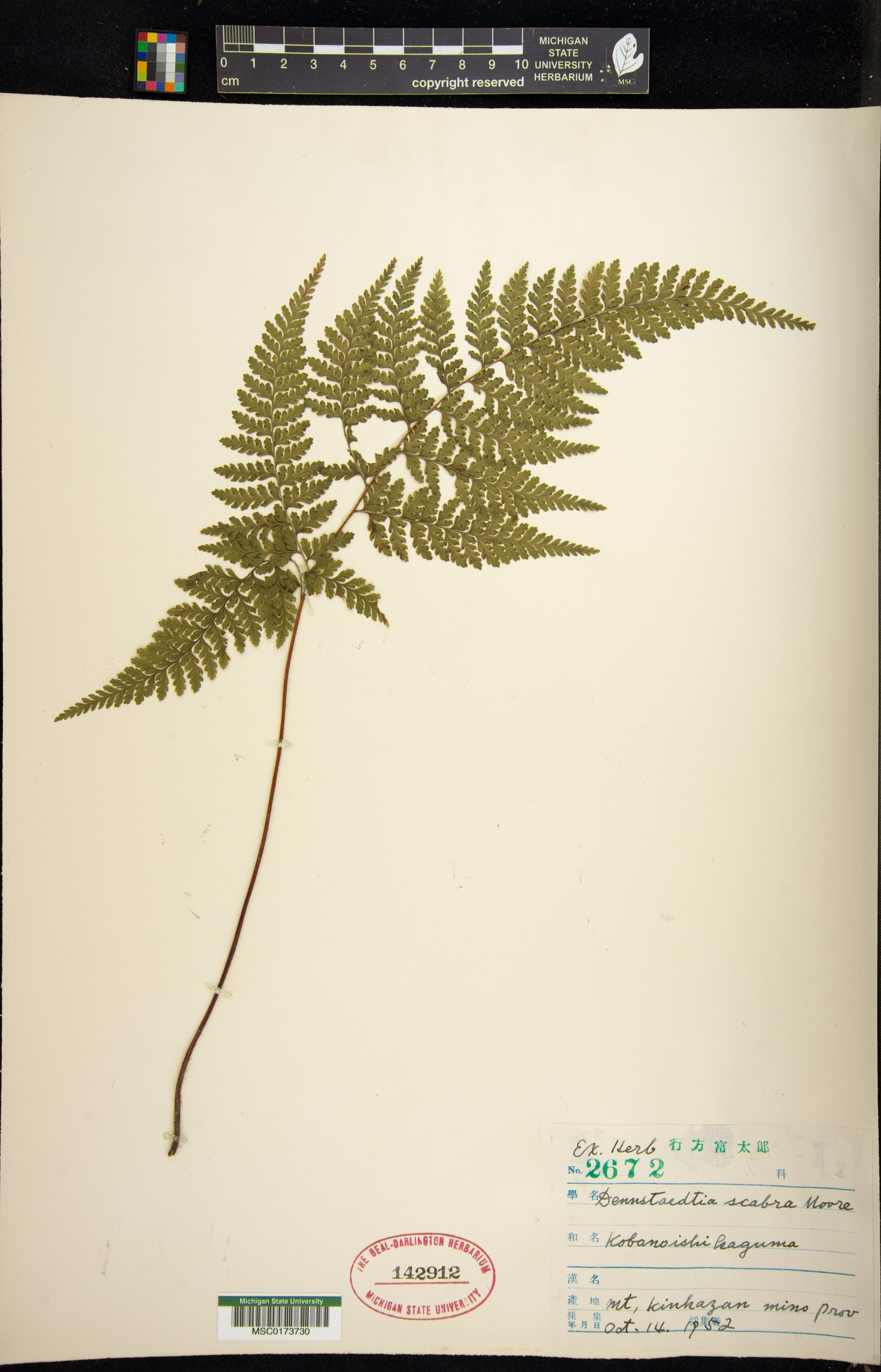 Dennstaedtia zeylanica image