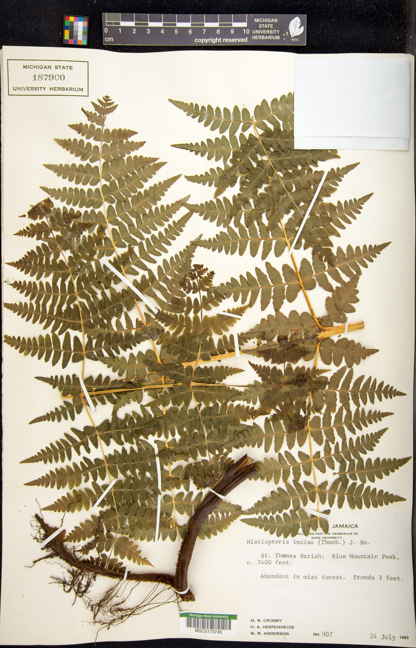 Histiopteris image