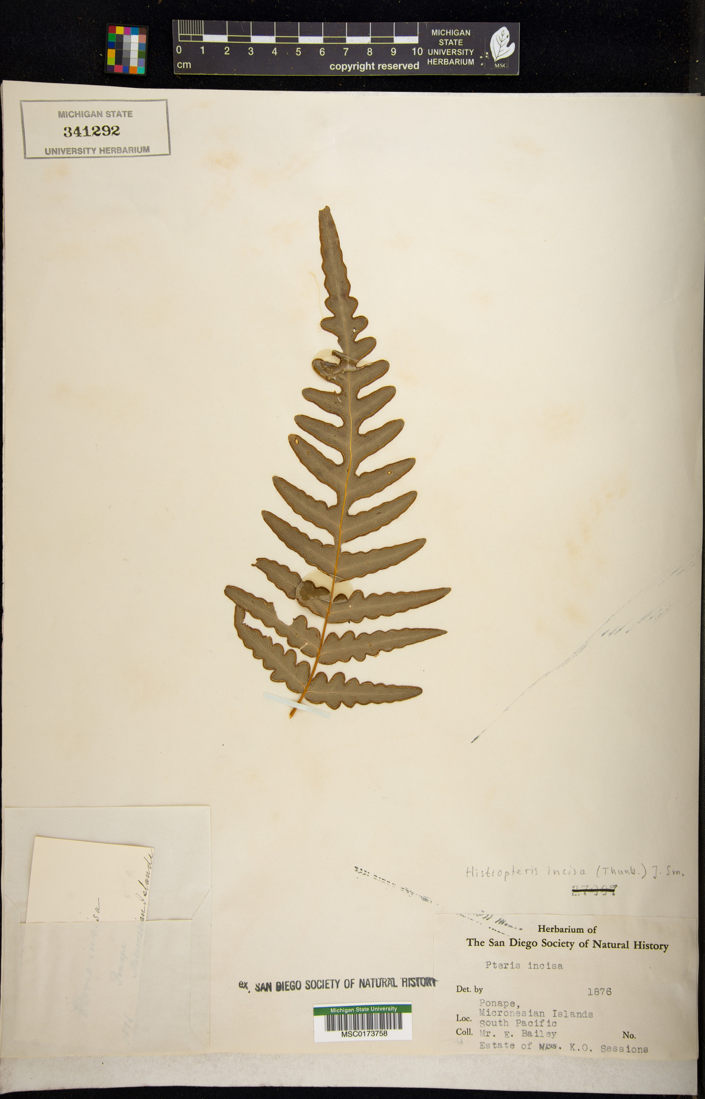 Histiopteris incisa image