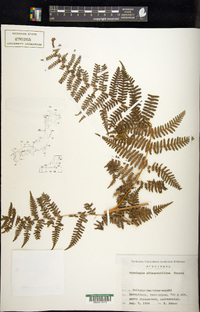 Hypolepis alpina image