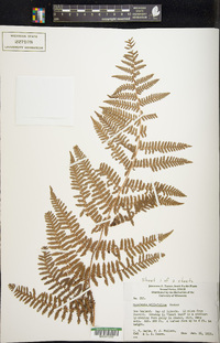 Hypolepis millefolium image
