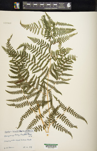 Hypolepis tenuifolia image