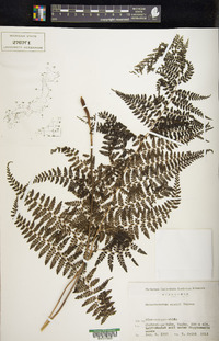 Monachosorum arakii image