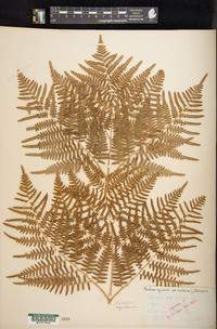 Pteridium caudatum image