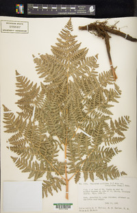 Pteridium aquilinum subsp. capense image