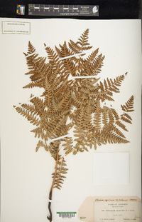 Pteridium aquilinum var. pubescens image