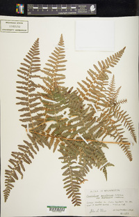 Pteridium aquilinum var. pubescens image
