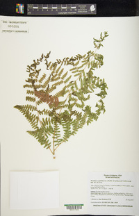 Pteridium aquilinum var. pubescens image