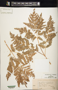 Pteridium aquilinum var. latiusculum image