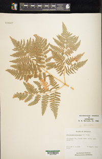 Pteridium aquilinum var. latiusculum image